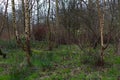 Group of Birch Trees In a Forest Wide View Royalty Free Stock Photo