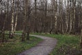 Group of Birch Trees In a Forest Wide View Royalty Free Stock Photo