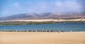 Large group of birds on the beach. Brown pelicans and seagulls Royalty Free Stock Photo