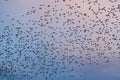 Countless flock of flying starlings in the sky