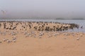 Large group of birds, least tern, pelicans, seagulls, on the beach, Guadalupe Dunes, CA