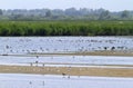 Large group of birds in shalow waters