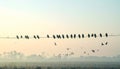 Silhouette of numerous birds perched on a single power line with some flying below at sunrise or sunset Royalty Free Stock Photo