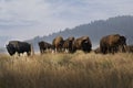 A large herd of bison standing on a hill on Mormon Row in Grand Teton National Park in Wyoming. Royalty Free Stock Photo