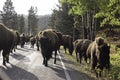 A large group of Bison travel down the road in Yellowstone. Royalty Free Stock Photo