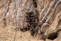 A large group of black ants on a tree bark Royalty Free Stock Photo