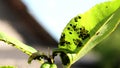 Large group of black aphids on a green leaf. Summer. the sun.A colony of black aphids Royalty Free Stock Photo