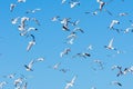 A large group of Black-headed Gulls in the blue sky in the winter in the United Arab Emirates Chroicocephalus ridibundus Royalty Free Stock Photo