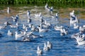 A large group of Black-headed Gulls in the water in the winter in the United Arab Emirates Chroicocephalus ridibundus Royalty Free Stock Photo