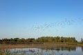 A large group of Black-headed river Gulls flying above a nature lake in Europe with beautiful green landscape, ready to Royalty Free Stock Photo