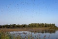 A large group of Black-headed river Gulls flying above a nature lake in Europe with beautiful green landscape, ready to Royalty Free Stock Photo