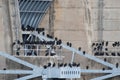 Large group of black vultures on a dam Royalty Free Stock Photo