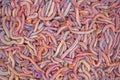 A large group of bloodworms Royalty Free Stock Photo