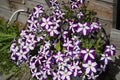 A large group of bright lilac flowers of petunia axilla in a pot, in the garden on a sunny summer day