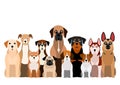 Large group of brownish dogs Royalty Free Stock Photo