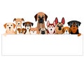 Large group of brownish dogs with white board Royalty Free Stock Photo