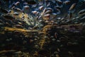 Large group or bunch of fish packed underwater raises concern for ecosystem sustainability as the flock lacks of living space Royalty Free Stock Photo