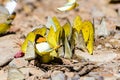 Large group of butterfly feeding on the ground. Royalty Free Stock Photo