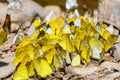 Large group of butterfly feeding on the ground. Royalty Free Stock Photo