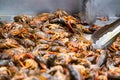 Cajun Crawfish Boil ready to eat some southern Crawdads Royalty Free Stock Photo