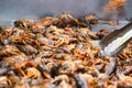 grabbing Cajun Crawfish Boil ready to eat some southern Crawdads Royalty Free Stock Photo