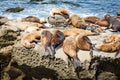 Large group of California Seal Lions sun bathing on rocks Royalty Free Stock Photo