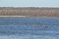 Large group of Canada Geese (Branta canadensis) swimming in lake at Tiny Marsh Royalty Free Stock Photo