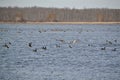 Large group of Canada Geese (Branta canadensis) swimming in lake at Tiny Marsh Royalty Free Stock Photo