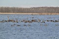 Large group of Canada Geese (Branta canadensis) swimming in lake at Tiny Marsh Royalty Free Stock Photo