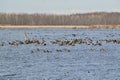 Large group of Canada Geese (Branta canadensis) swimming in lake at Tiny Marsh Royalty Free Stock Photo