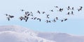 Canadian geese flying over the winter hills Royalty Free Stock Photo