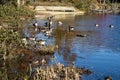 Large Group of Canadian Geese on Pandapas Pond Royalty Free Stock Photo