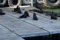 Large group of Cape fur seals, in Latin, Arctocephalus pusillus pusillus. Royalty Free Stock Photo