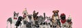 Large group of cat and dogs posing wearing birthday hats Royalty Free Stock Photo