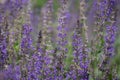 Large group of catnip flowers Nepeta cataria in a garden