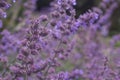 Large group of catnip flowers Nepeta cataria in a garden