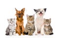 Large group of cats and dogs sitting in front. isolated on white Royalty Free Stock Photo