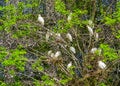 Large group of cattle egrets with nests in a tree, birds nesting in a tree, bird breeding season in spring