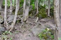 Large group of cedar tree trunks along forest hiking trail