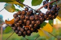 A large group of chokeberry berries on a branch. Aronia berries