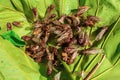 Large group of cicadas spreading their wings and swarming on the leaves.