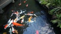 Large Group of Colorful Koi Fish Swimming in Garden Pond with Plants Movie 1080p