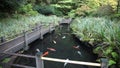 Large Group of Colorful Koi Fish Swimming in Garden Pond with Walking Wood Bridge and Plants Movie 1920x1080