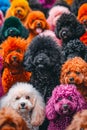 A large group of colorful poodles standing in a crowd. Generative AI Royalty Free Stock Photo