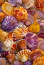 A large group of colorful shells on the beach Royalty Free Stock Photo