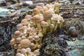 A large group of Common sulfur-headed mushrooms Hypholoma fasciculare on a dead tree stump in the park De Horsten in Wassenaar