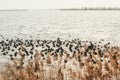 Large group of coots in the lake Buiten IJ in the Netherlands Royalty Free Stock Photo