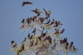 Large group of cormorant birds on tree Royalty Free Stock Photo