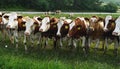 A large group of cows standing in a row in the field, cows looking at me, white-brown cows and green grass, many cows outside Royalty Free Stock Photo