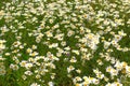 Field Of Wild Daisy In Meadow